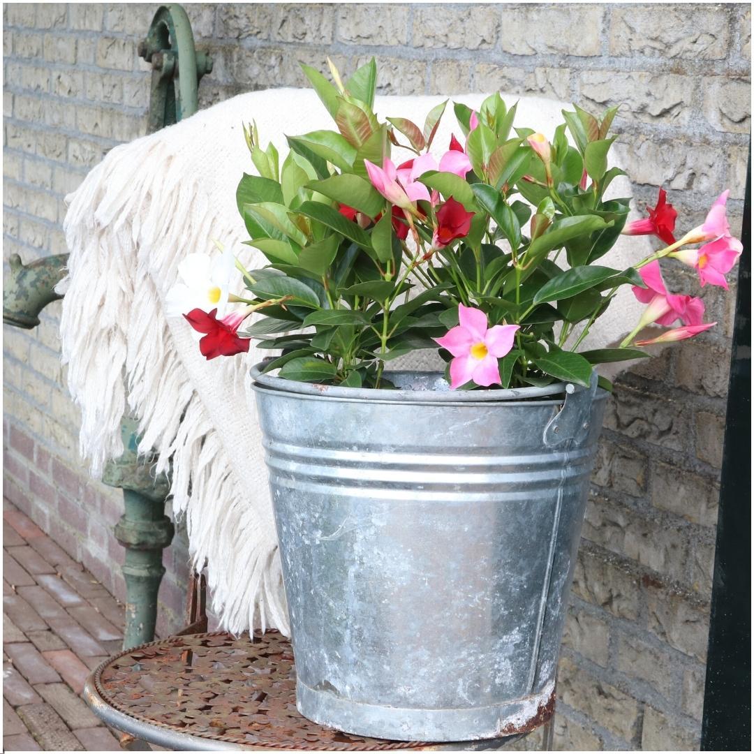 6 x Dipladenia Rossa - Mandevilla Rossa Ø12 cm - ↕25 cm