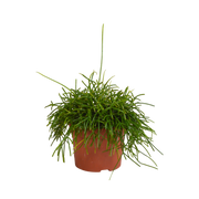 Rhipsalis baccifera Oasis 12cm