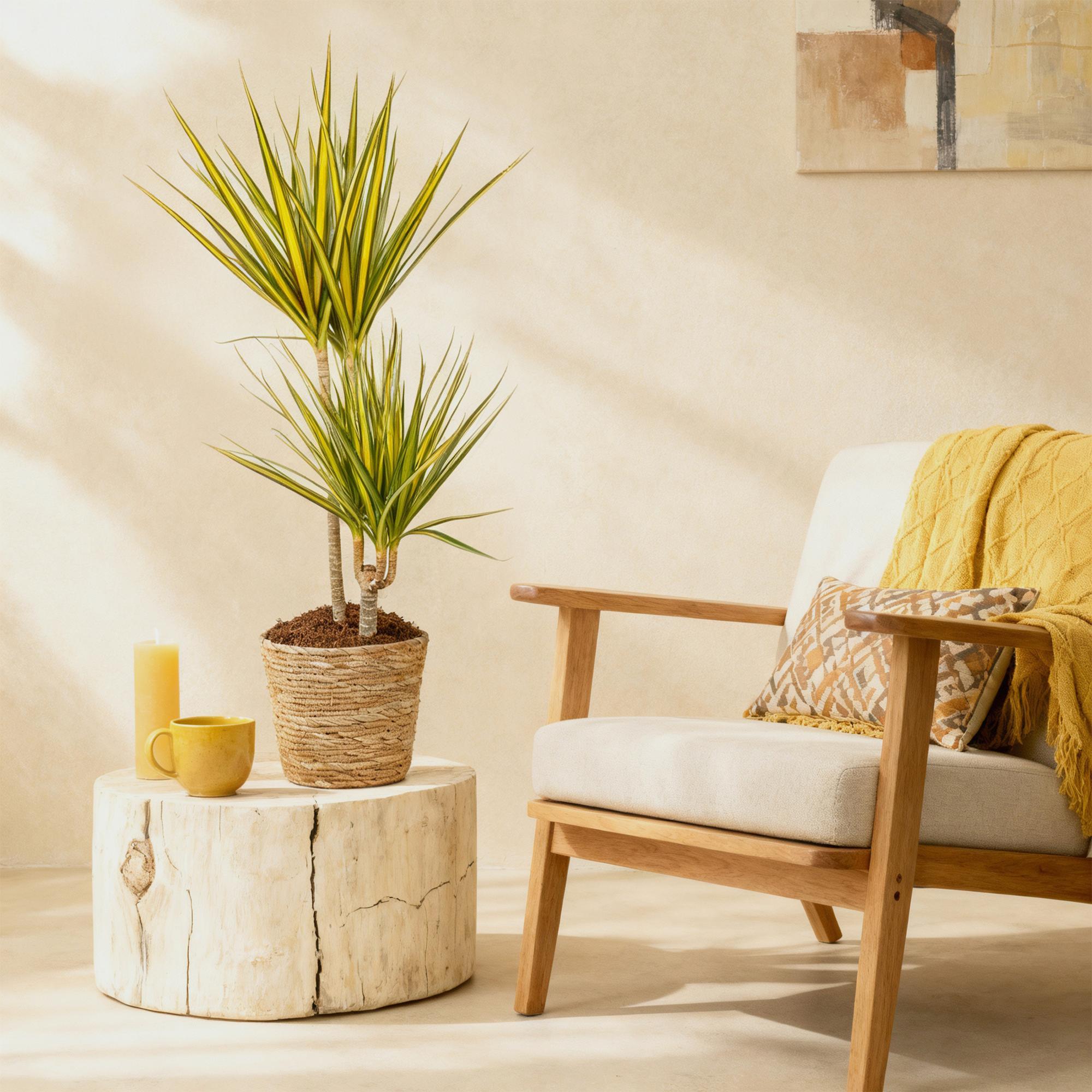 Dracaena Sunray - Drakenbloedboom - Weinig onderhoud - met mand - Groen - 1 Plant - Pot 21cm - Hoogte 90-100cm