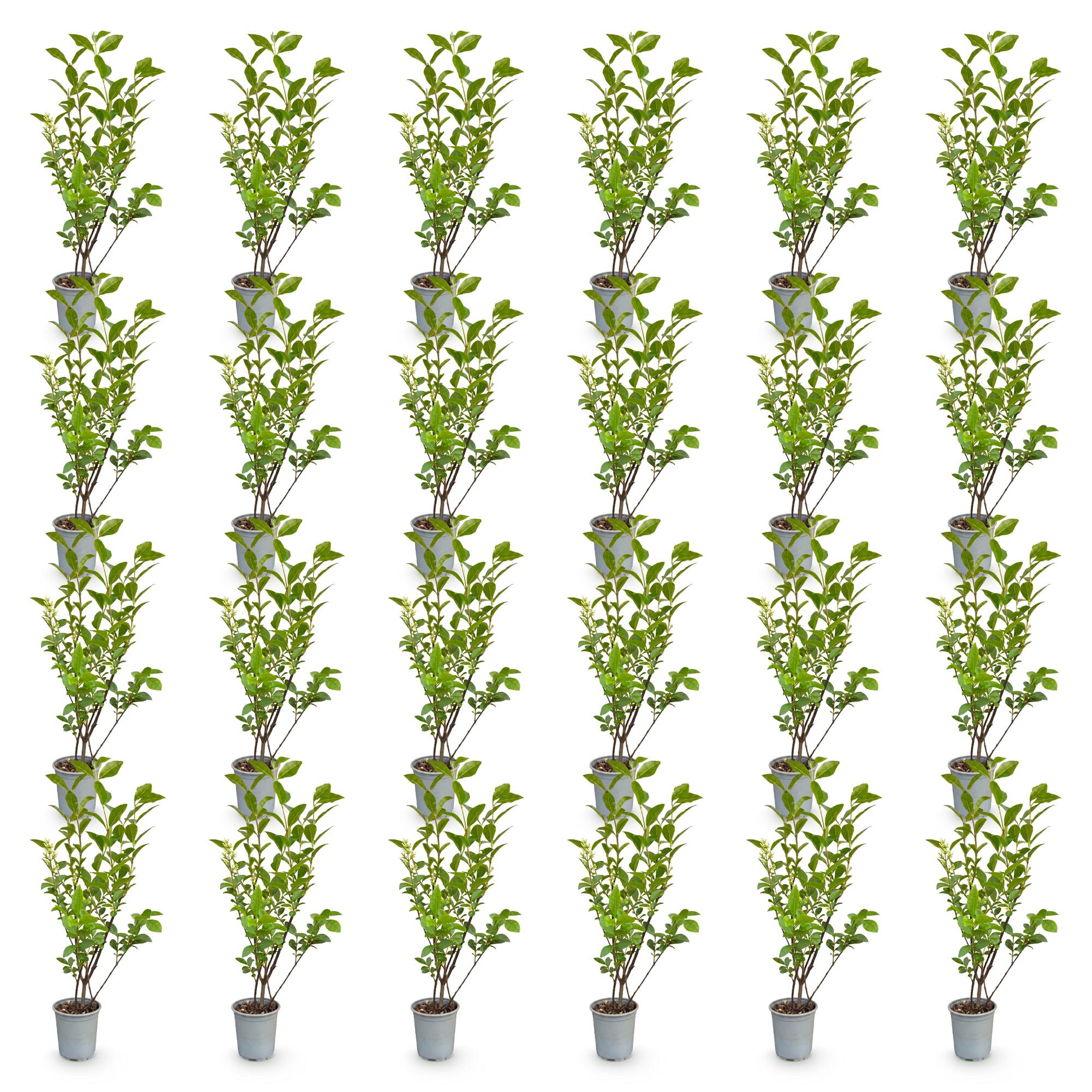 Ligustrum ovalifolium - Gewone Liguster - 24x - Haagplanten - Groenblijvend - Groen - Pot 9cm - Hoogte 35-45cm