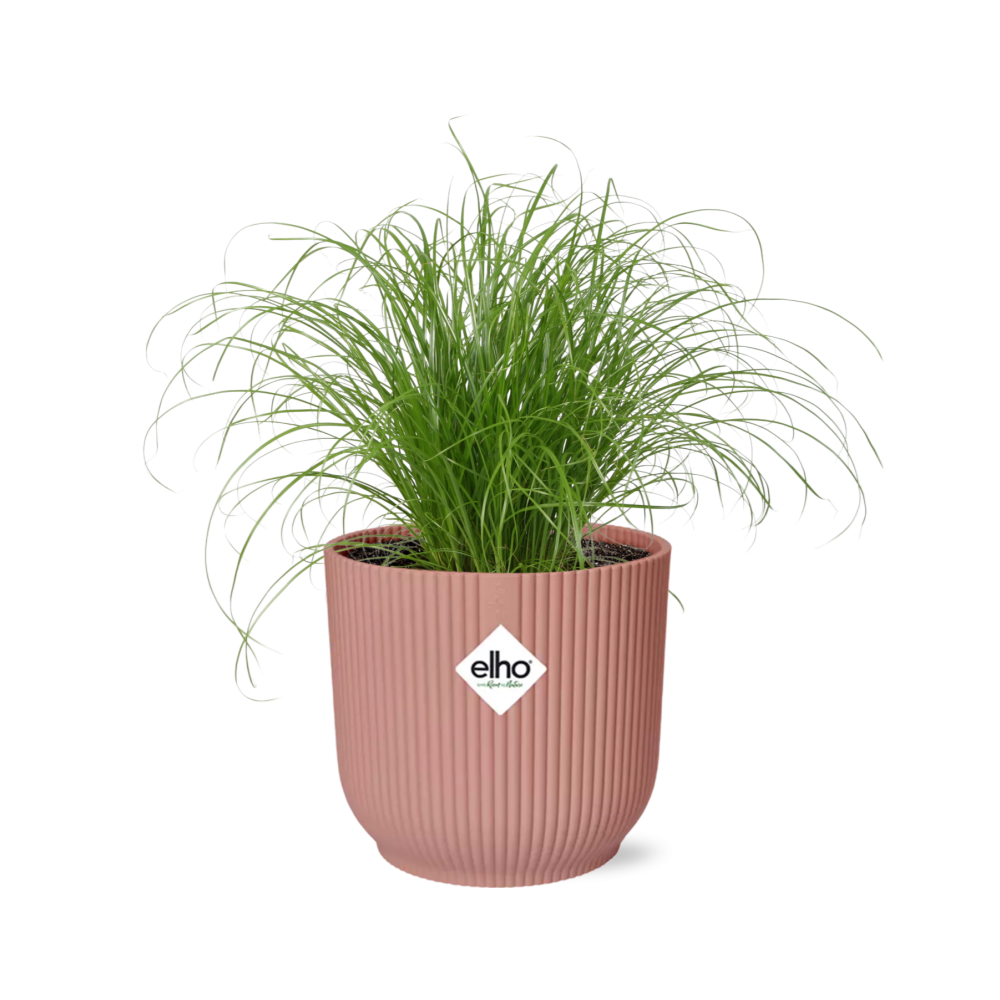 Cyperus Alternifolius Zumula en ELHO Vibes Fold 14cm rose