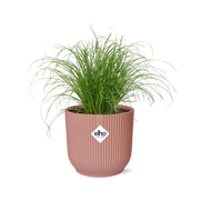 Cyperus Alternifolius Zumula en ELHO Vibes Fold 14cm rose