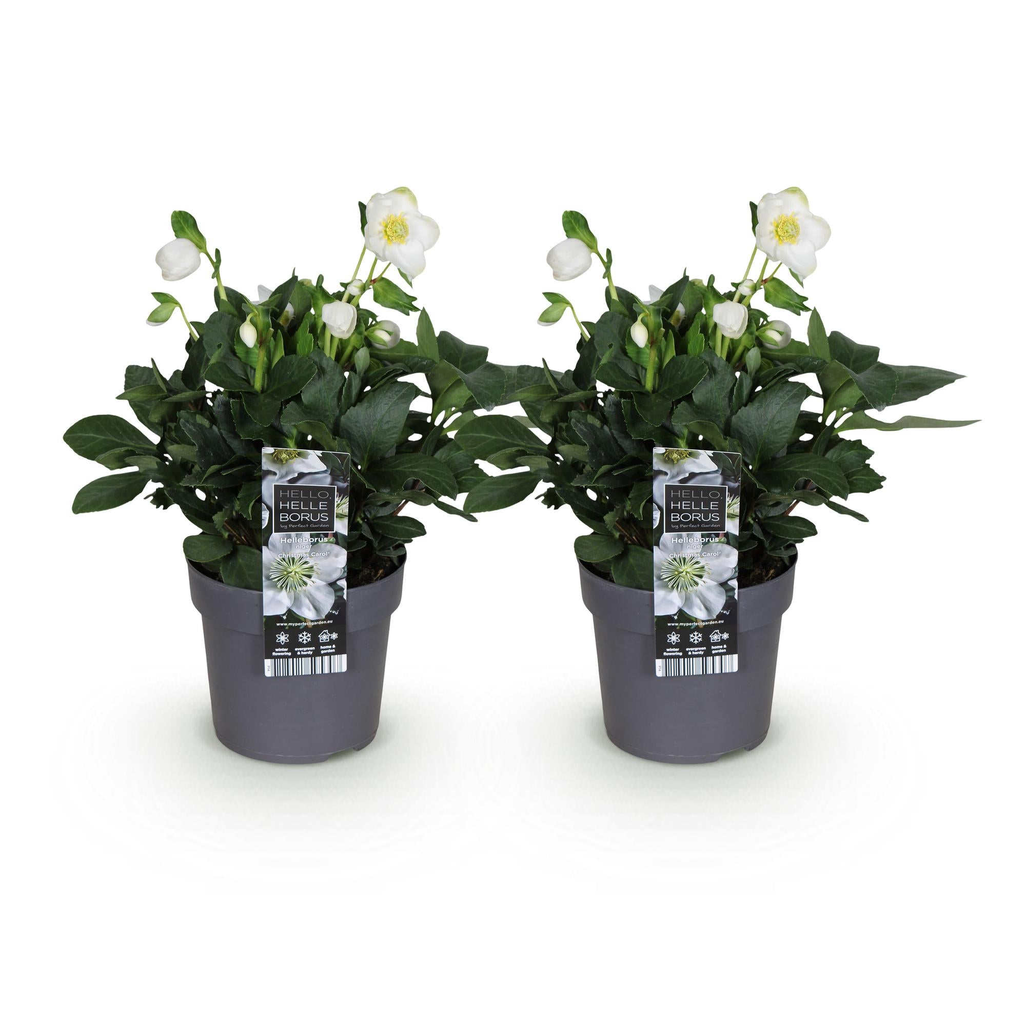Kerstroos - Helleborus Christmas Carol  - Witte Bloem -2 Planten - Groenblijvend - Pot 14cm Hoogte 30cm
