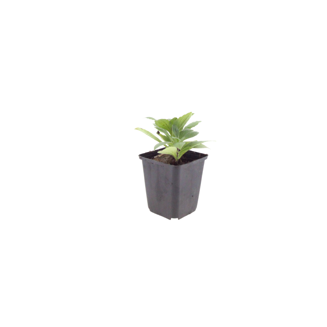 48x Aster frikartii 'Monch' - ↕10-25cm - Ø9cm