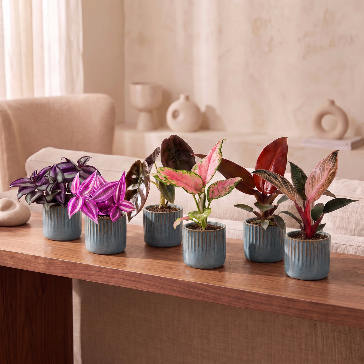 Baby Planten Paradise Mix - Diversen 6x - Tropisch - incl. Linnea Misty Blue - Ø6cm - ↕10-15cm