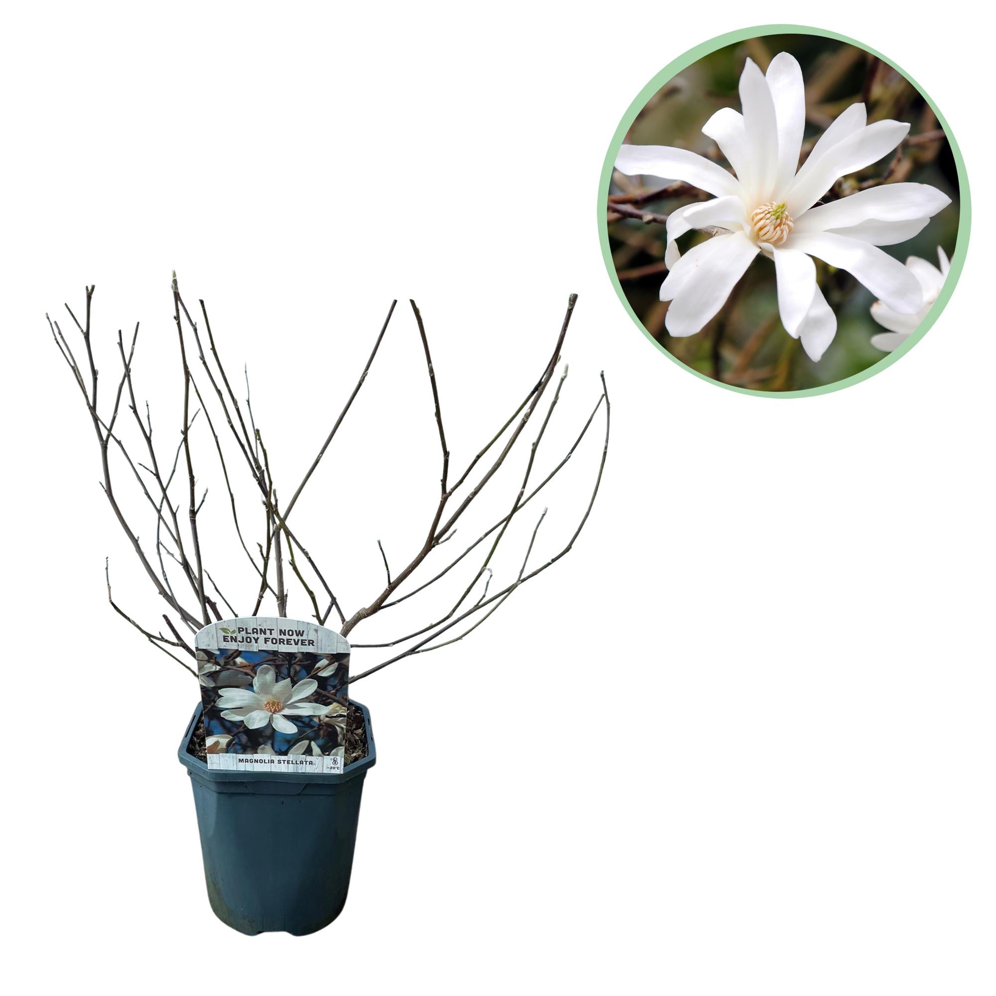 Magnolia Stellata  - Bloem Wit  - 1 Plant - Bladverliezend - Weinig Onderhoud - Pot 17cm Hoogte 45cm