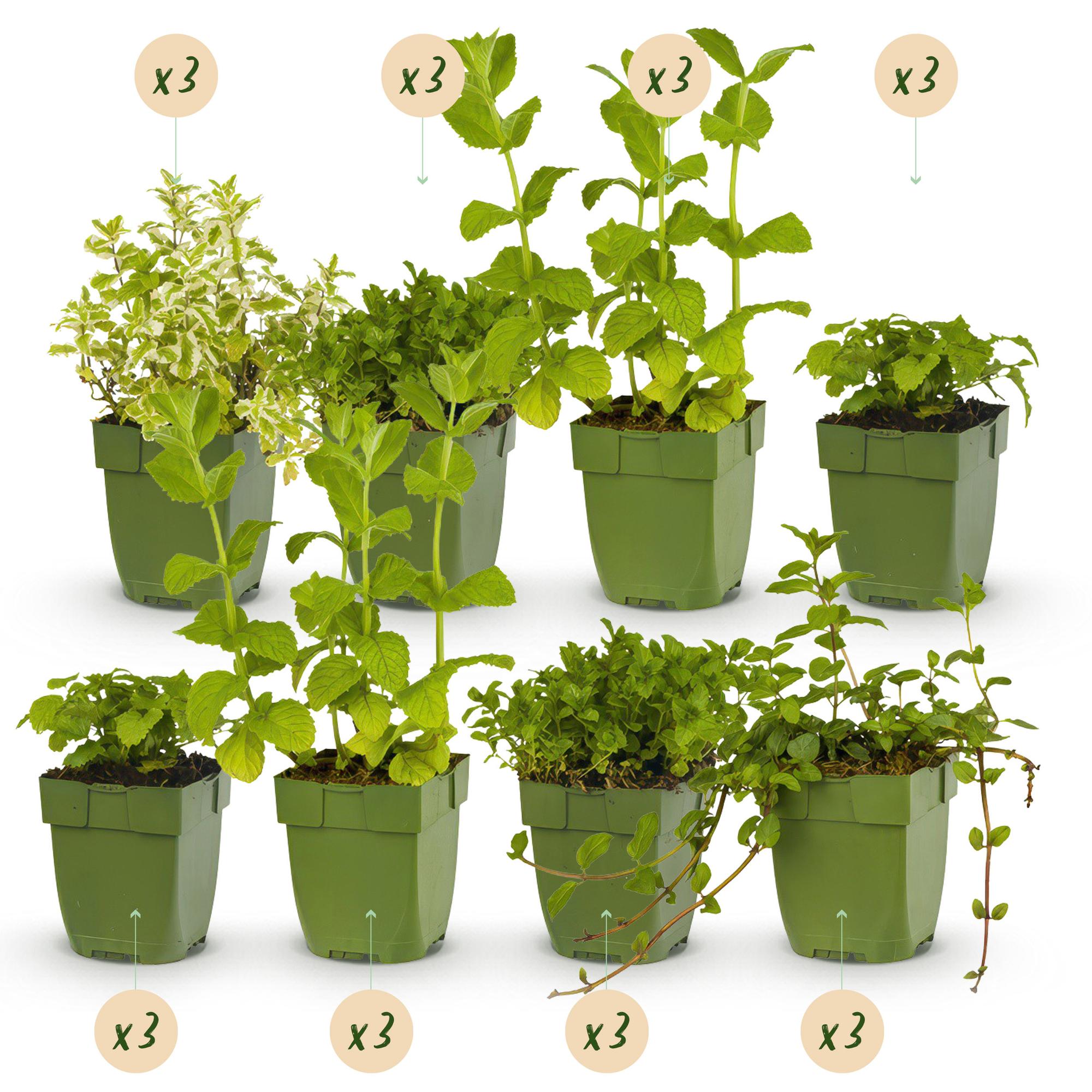 Green boutiQ - Beetpaket - Kräutertee - 24 Stauden - 3 m² - verschiedene Farben - pflegeleicht - Topf 11 cm
