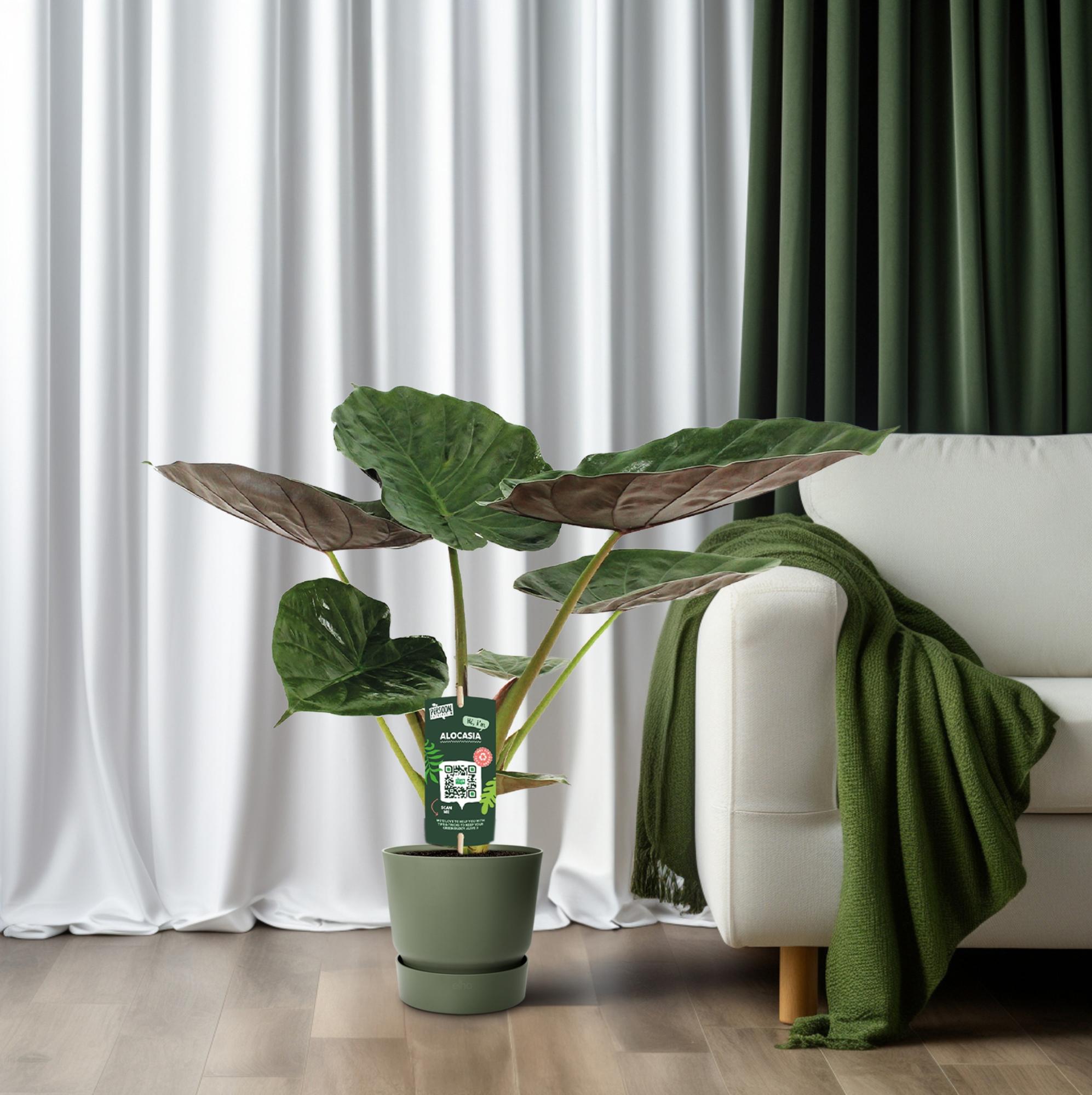 Alocasia Wentii – Elefantenohr – Ø 19 cm – ↕ 70 cm