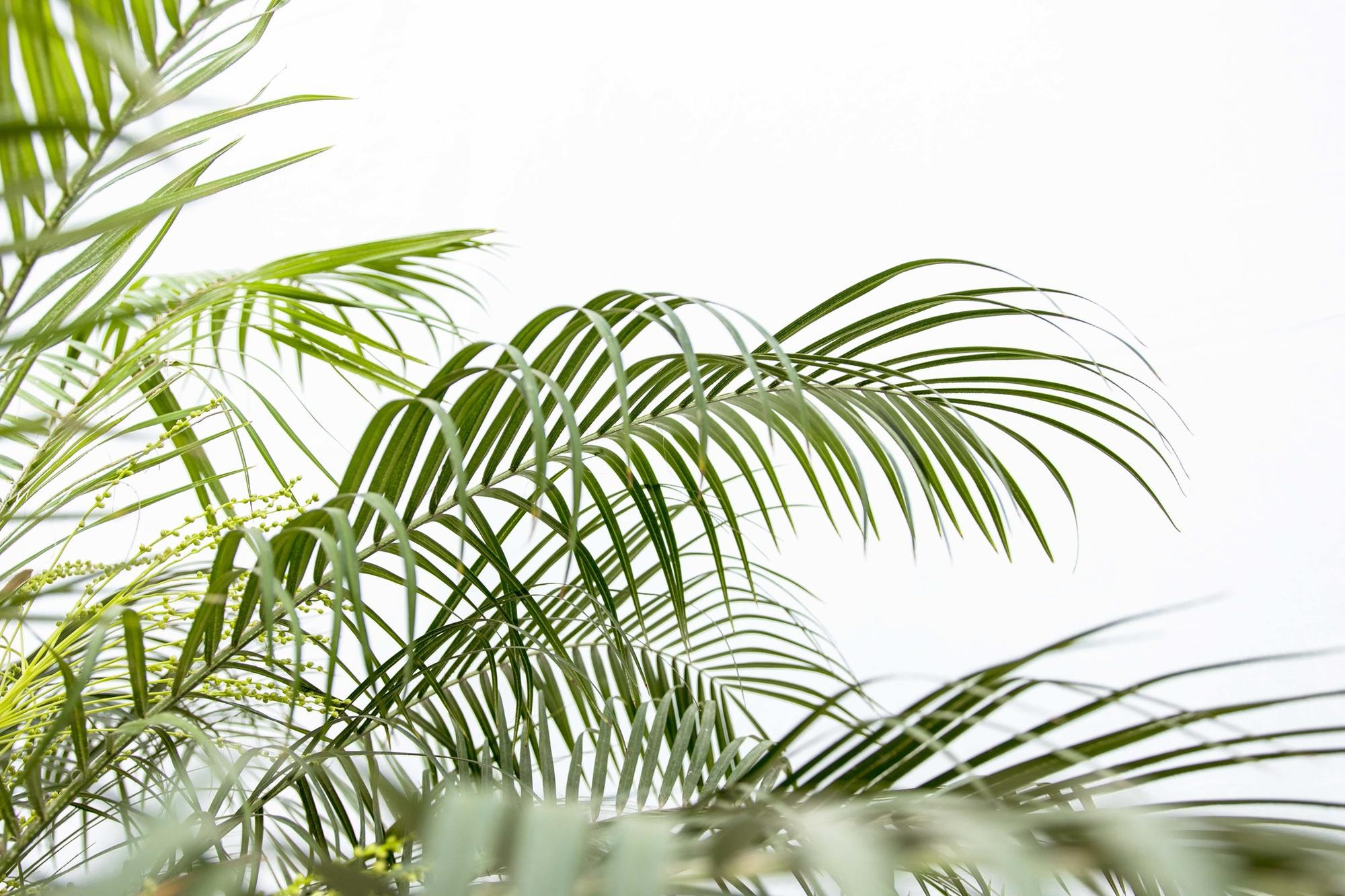 Phoenix Roebelenii op stam - 210cm - 200cm