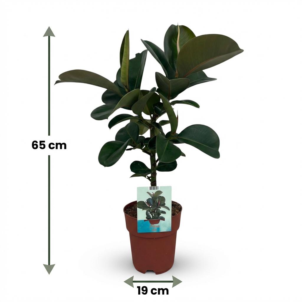 Rubberplant - Ficus Elastica Cloe - Groen - Weinig onderhoud - 1 Plant - Pot 19cm - Hoogte 65cm
