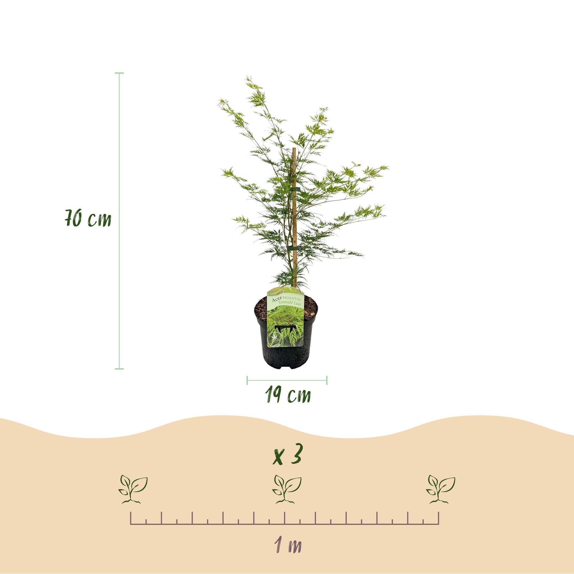 Green boutiQ - Pianta da patio - Acero giapponese - Acer palmatum Emerald Lace - Verde - 2 piante - Decidua - Vaso 19 cm Altezza 70 cm