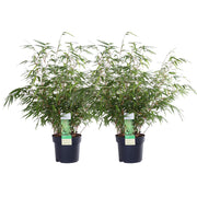 2x Fargesia rufa - ↨60cm - Ø19