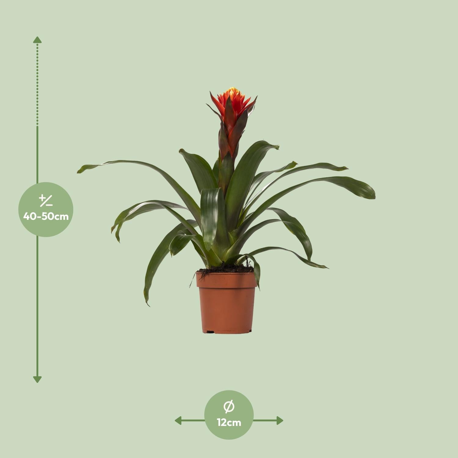 Bonheur Guzmania - Ø12 ↕45