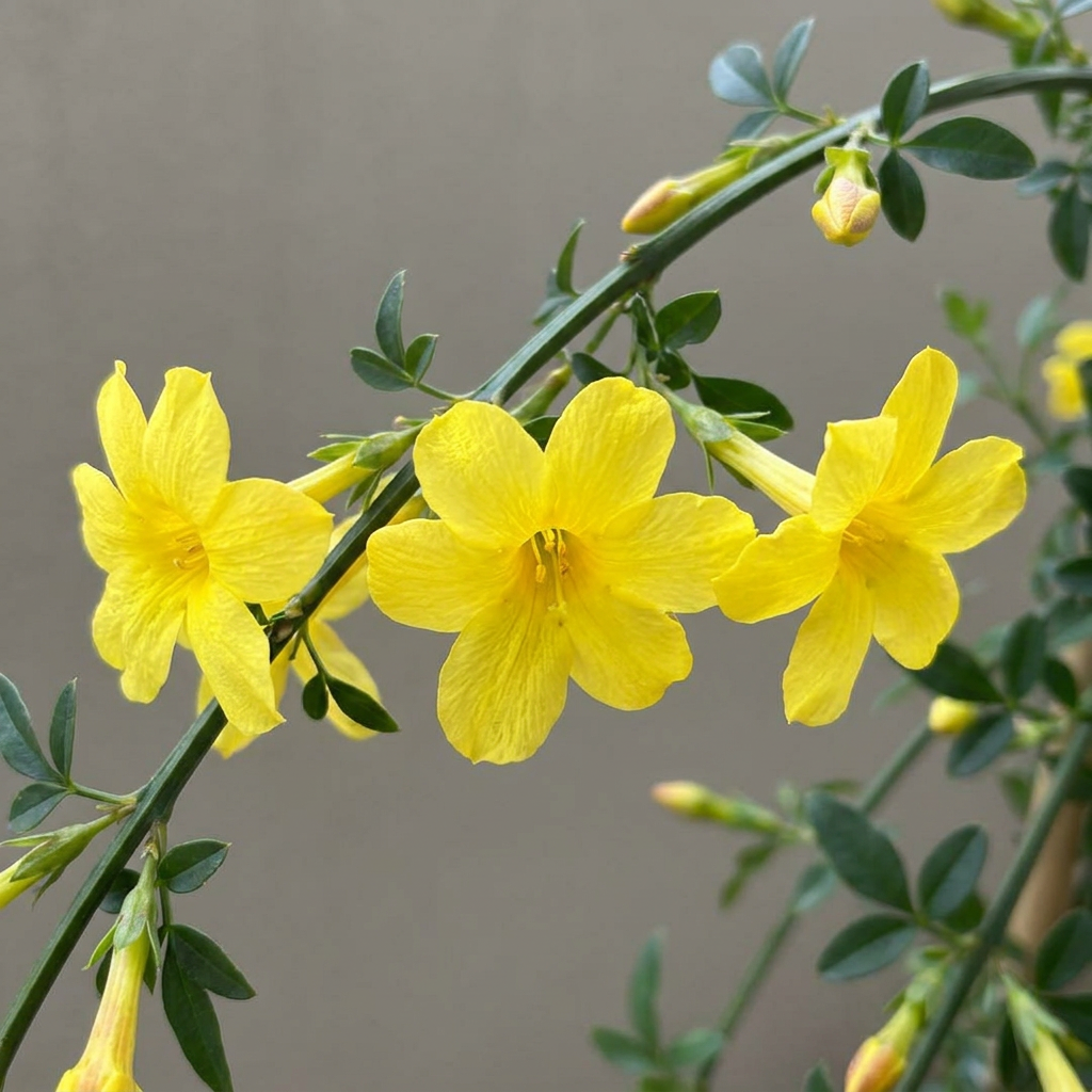 Jasminum nudiflorum - Winterjasmijn - Geel - Klimplant - Ø9cm - ↕35cm
