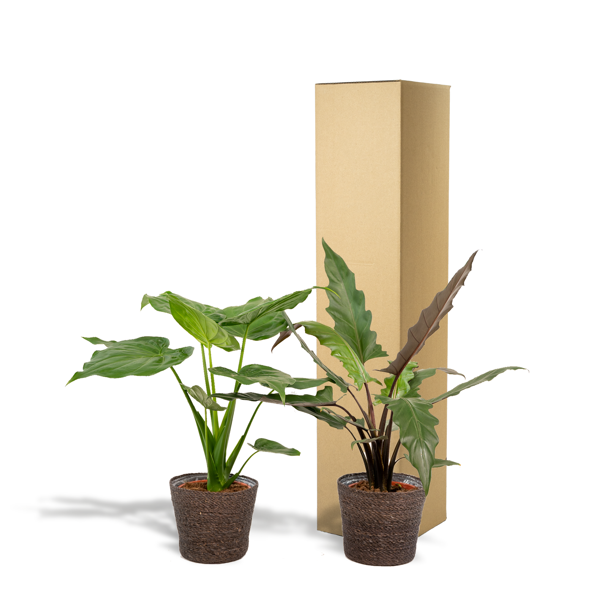 Alocasia Cucullata - Ø19cm - ↕60cm + Alocasia Lauterbachiana - Ø19cm - ↕75cm + Cesta Igmar