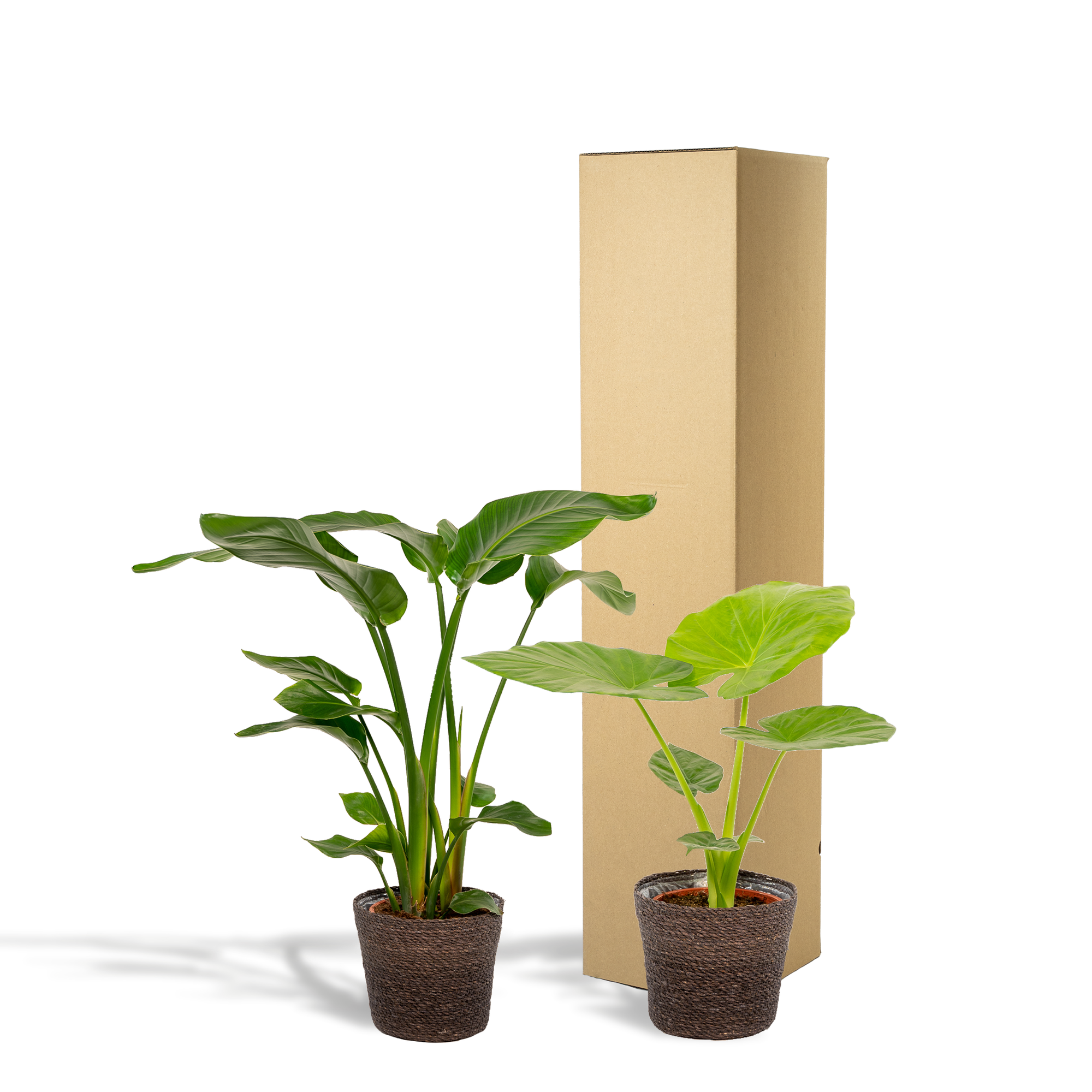 Strelitzia Nicolai - Ø19cm - ↕85cm + Alocasia Macrorrhiza - Ø19cm - ↕70cm + Basket Igmar