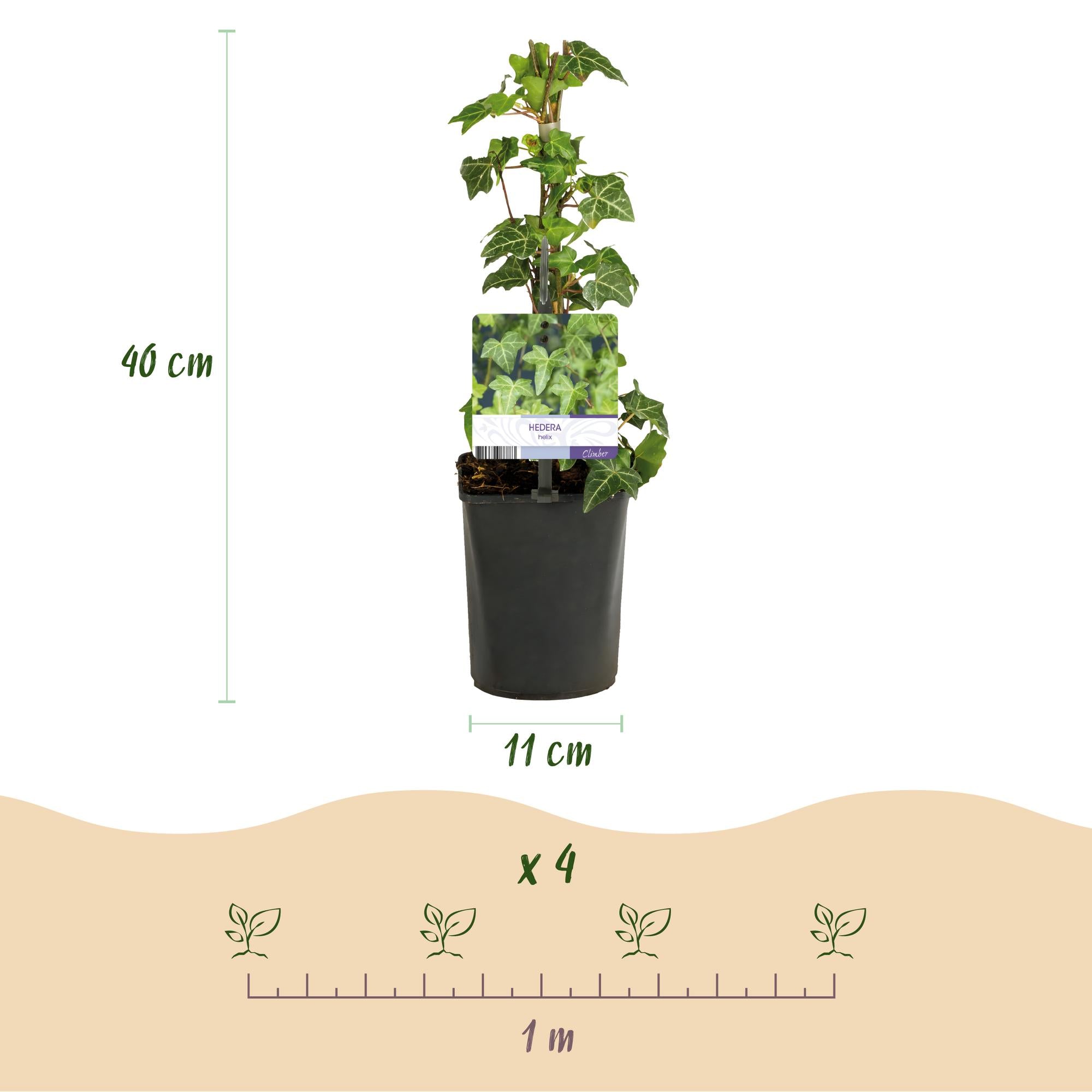 Green boutiQ – Kletterpflanze – Hedera helix – Grünblättrig – Immergrün – 2 Pflanzen – Topf 11 cm, Höhe 40 cm