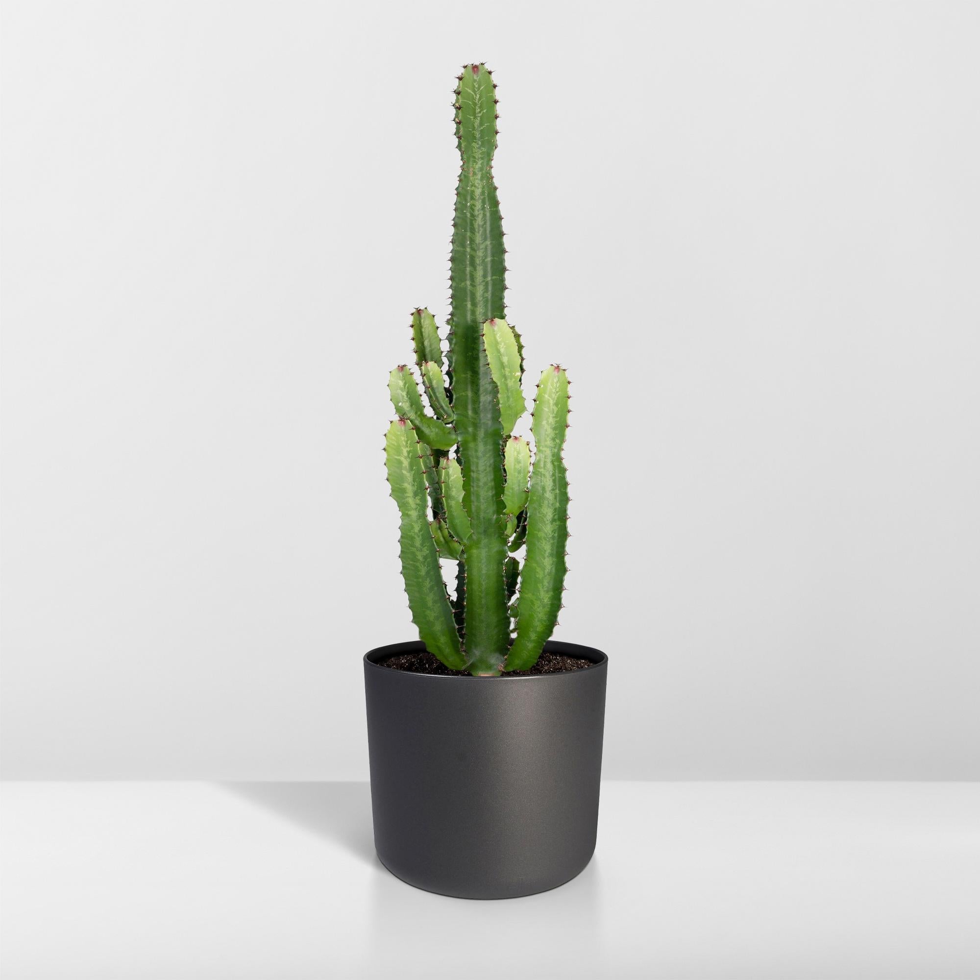 Euphorbia acrurensis - Ø24 cm - ↕60 cm