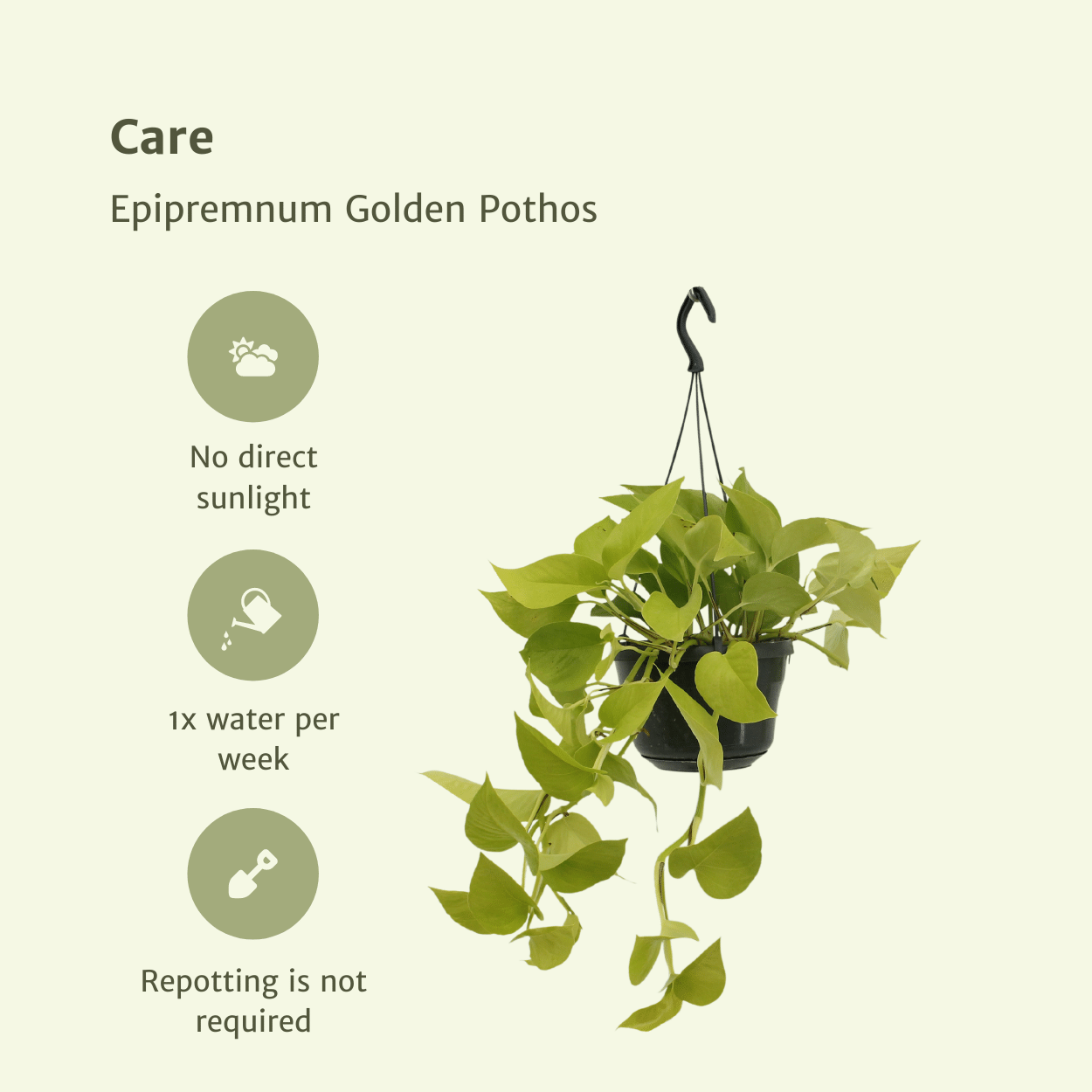 Epipremnum Golden Pothos (Scindapsus) - 2 pezzi - Ø15cm - ↕25cm