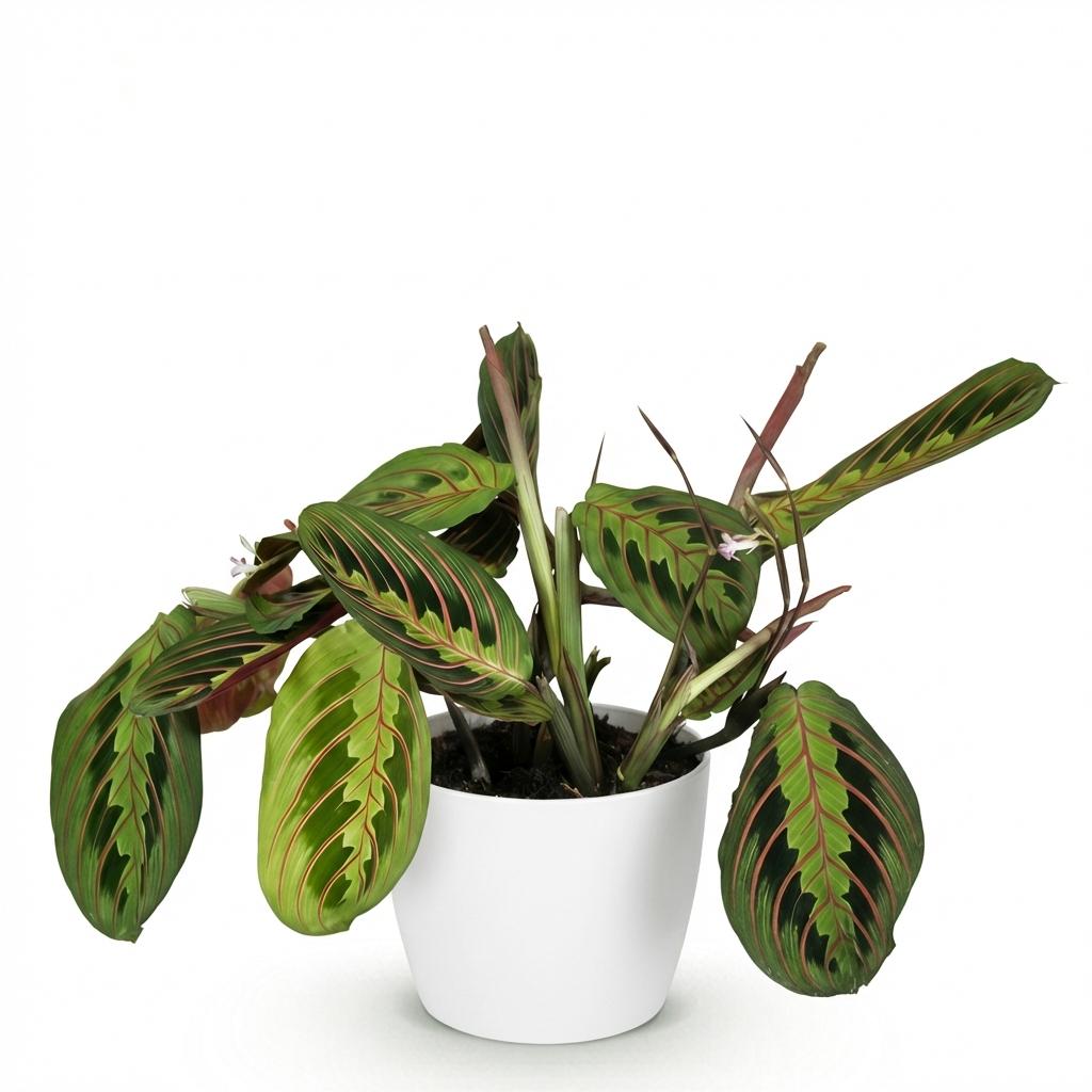 Maranta Fascinator Tricolour - Gebedsplant - Huisdiervriendelijke Plant - Groen - 1 Plant - met Potter Wit - Pot 12cm - Hoogte 25cm
