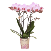 Kolibri Orchids | Roze Phalaenopsis orchidee - Mineral Antwerp - Ø9cm