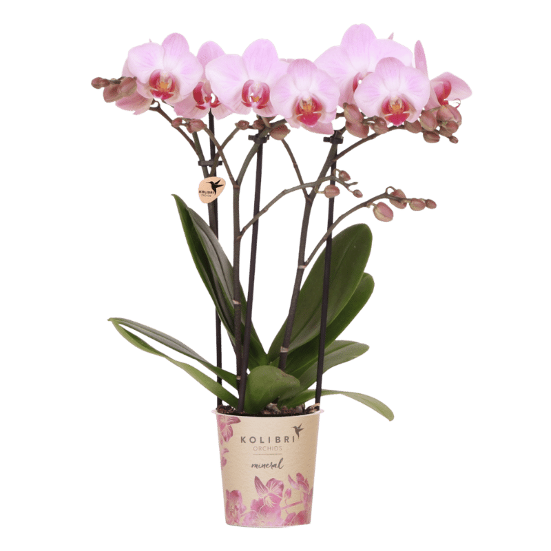 Kolibri Orchids | Roze Phalaenopsis orchidee - Mineral Antwerp - Ø9cm