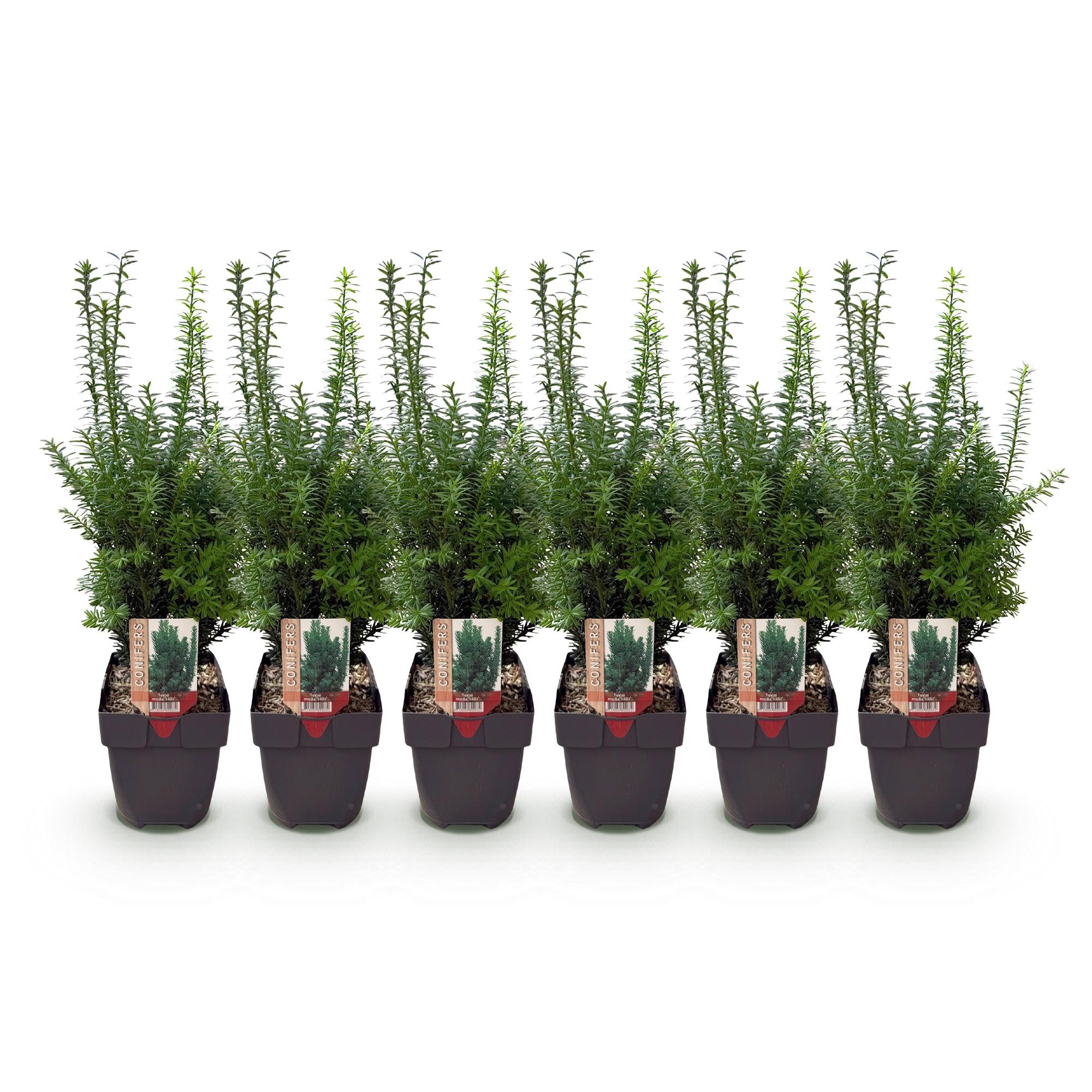 Taxus media Hilii - blad groen - 6 planten - 1 strekkende meter - groenblijvend - pot 17cm hoogte 60cm