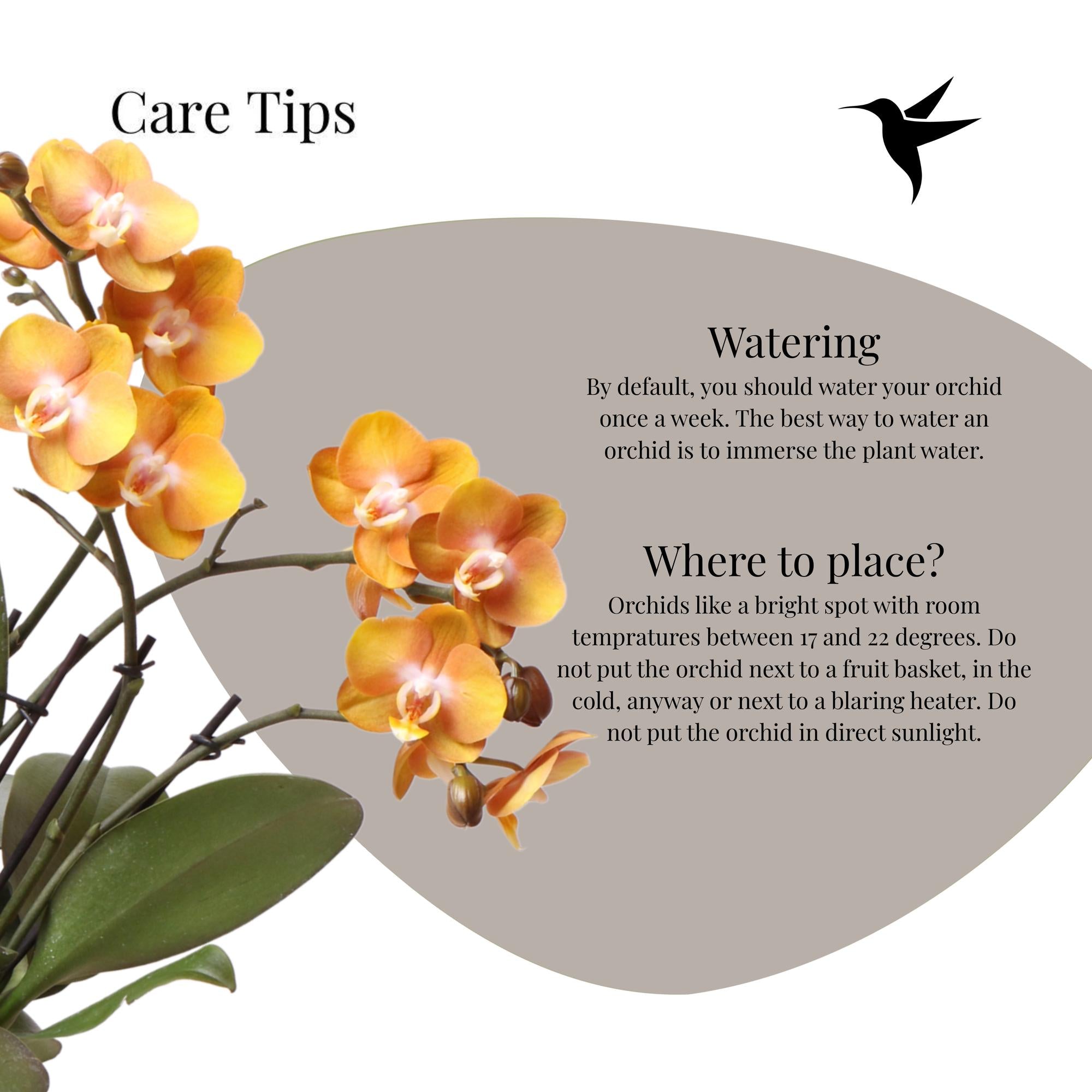 Kolibri Orchids | oranje gouden Phalaenopsis orchidee potmaat Ø12cm | Jewel Las Vegas | bloeiende kamerplant - vers van de kweker