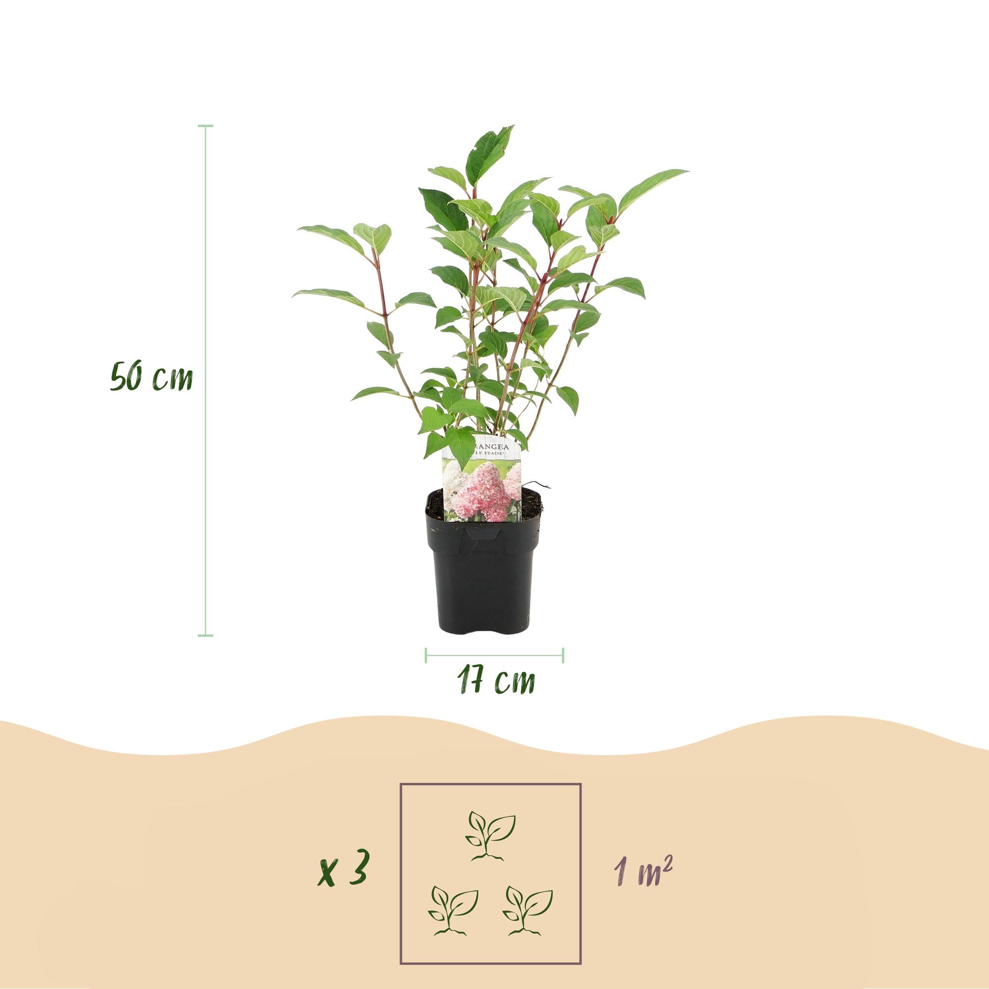 Green boutiQ – Federhortensie (Hydrangea panniculata Vanille Fraise) – Blütenfarbe: Weiß-Rosa – 3 Pflanzen pro m² – Laubabwerfend – Große Blüten – Topf: 17 cm, Höhe: 50 cm