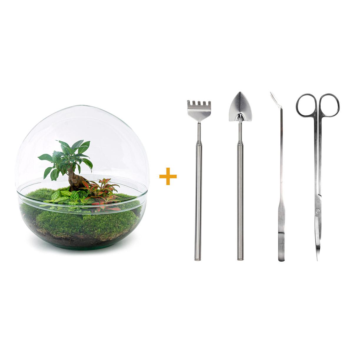 DIY-Terrarium – Kuppel XL – Ficus Ginseng Bonsai – ↕ 28 cm – Rechen + Schaufel + Pinzette + Schere