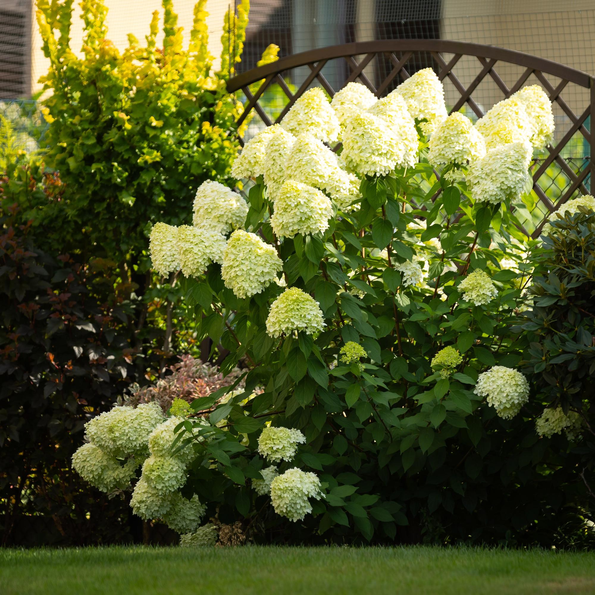 Hydrangea panniculata Limelight - Pluimhortensia - Winterhard - Lime Groen - 1 Plant - Pot 12cm - Hoogte Hoogte 20-30cm