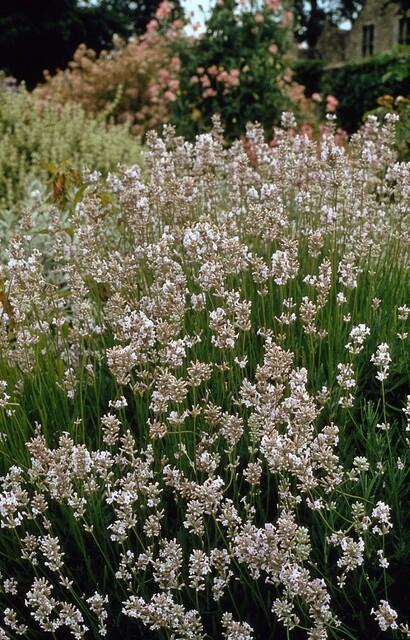 6x Lavandula int. 'Edelweiss' - ↕10-25cm - Ø9cm
