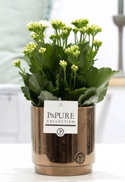 Kalanchoe Bianca In Ceramica P&PURE Juliette Goldbronze - Ø12cm - ↕27cm