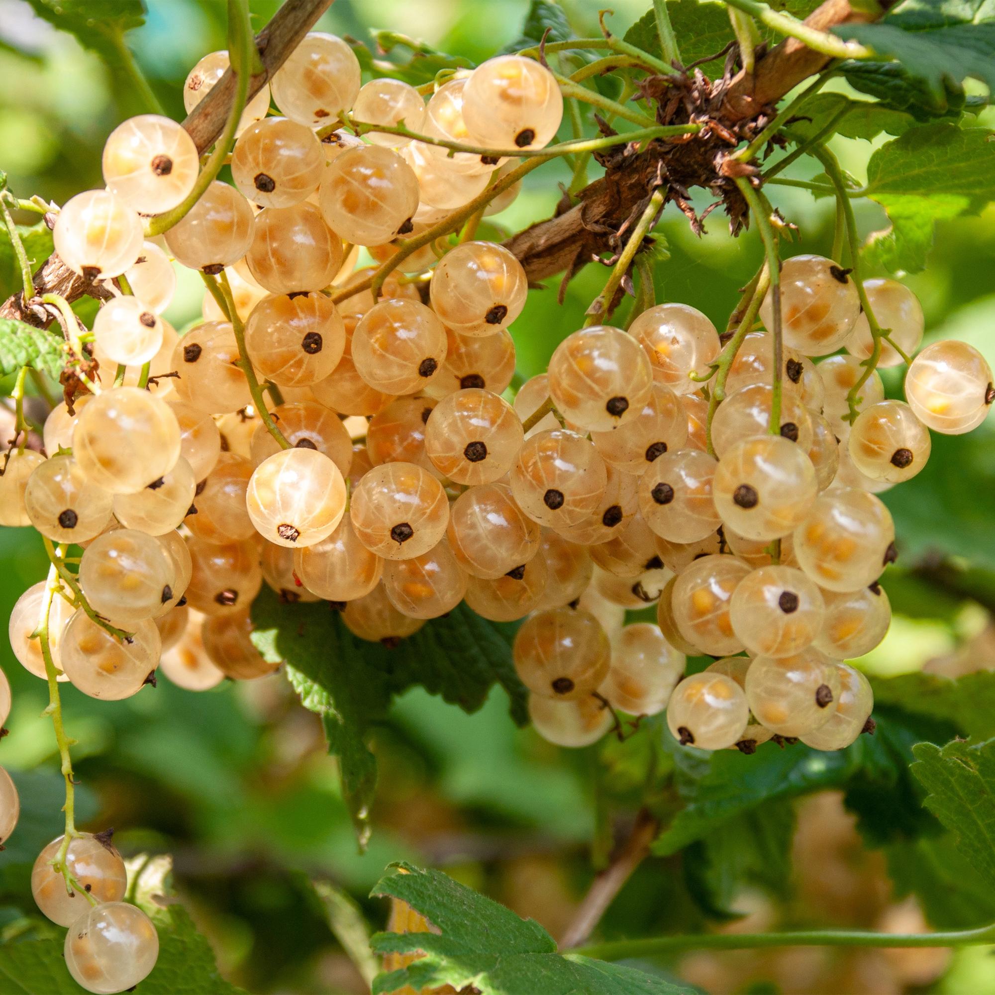 Green boutiQ - Pianta da frutto - Ribes - Ribes rubrum White Pearl - Ribes bianco - 2 piante - Vaso 11cm Altezza 40cm