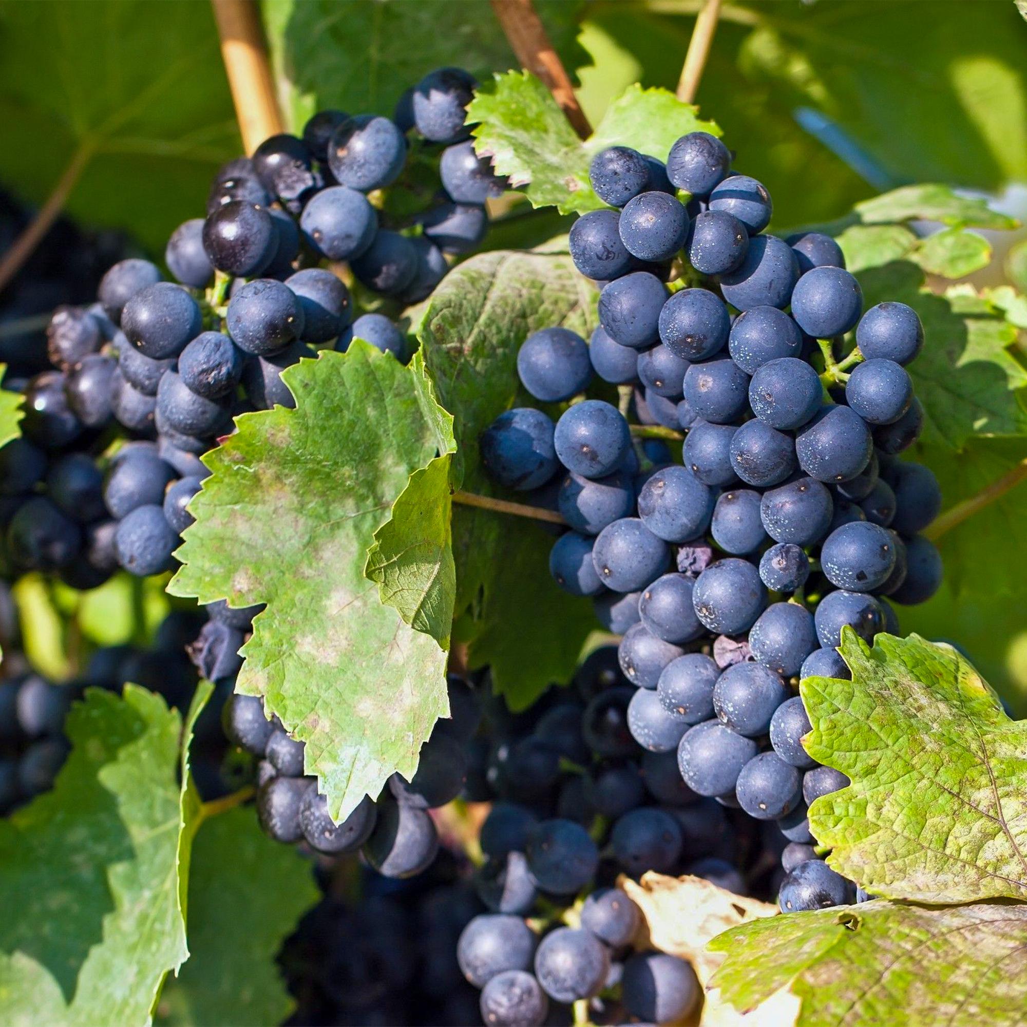 Blauwe Druif - Vitis vinifera Regent - 2 planten - Pot 15cm Hoogte 50cm