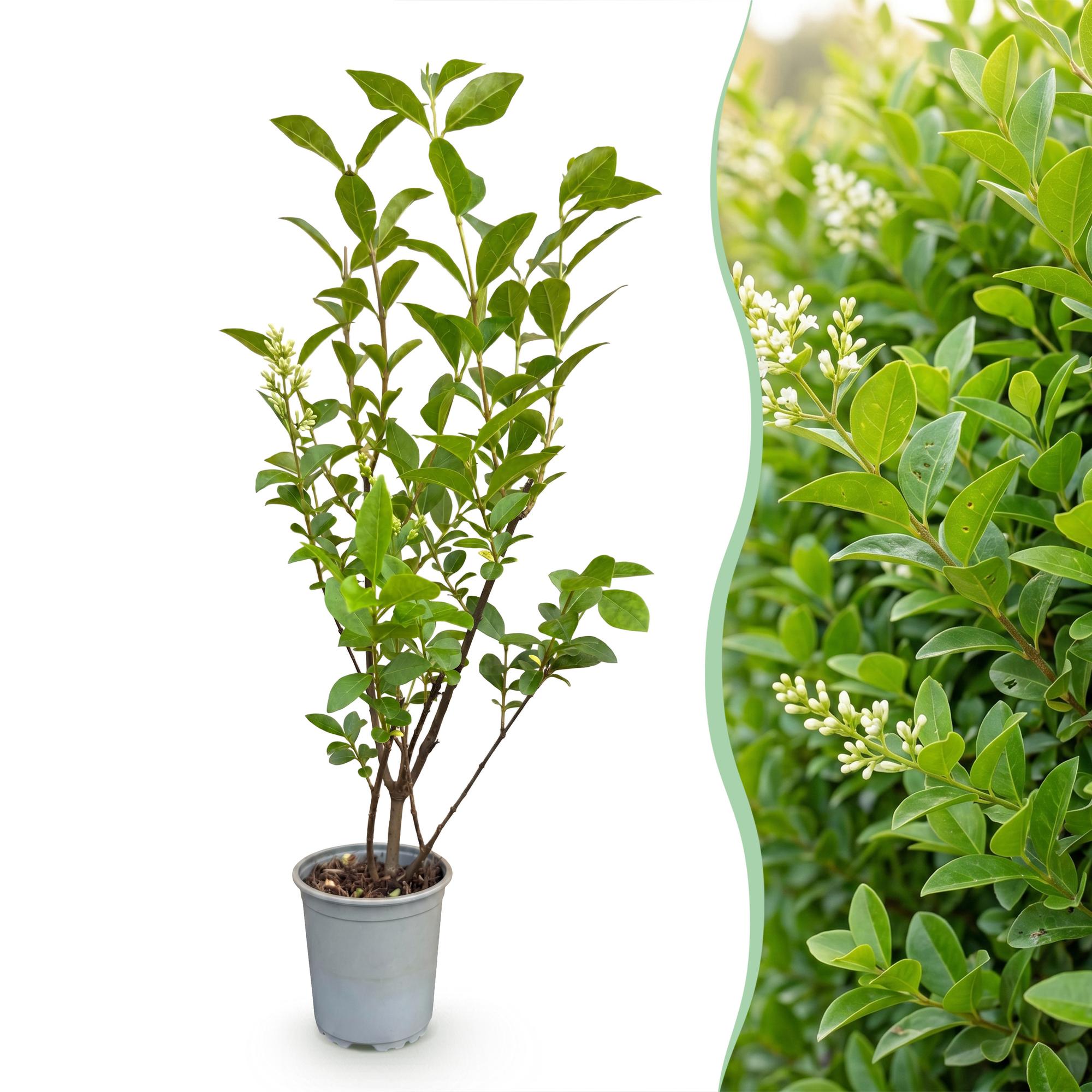 Ligustrum ovalifolium - 16x Gewone Liguster - Haagplanten - Groenblijvend - Groen - Pot 9cm - Hoogte 35-45cm