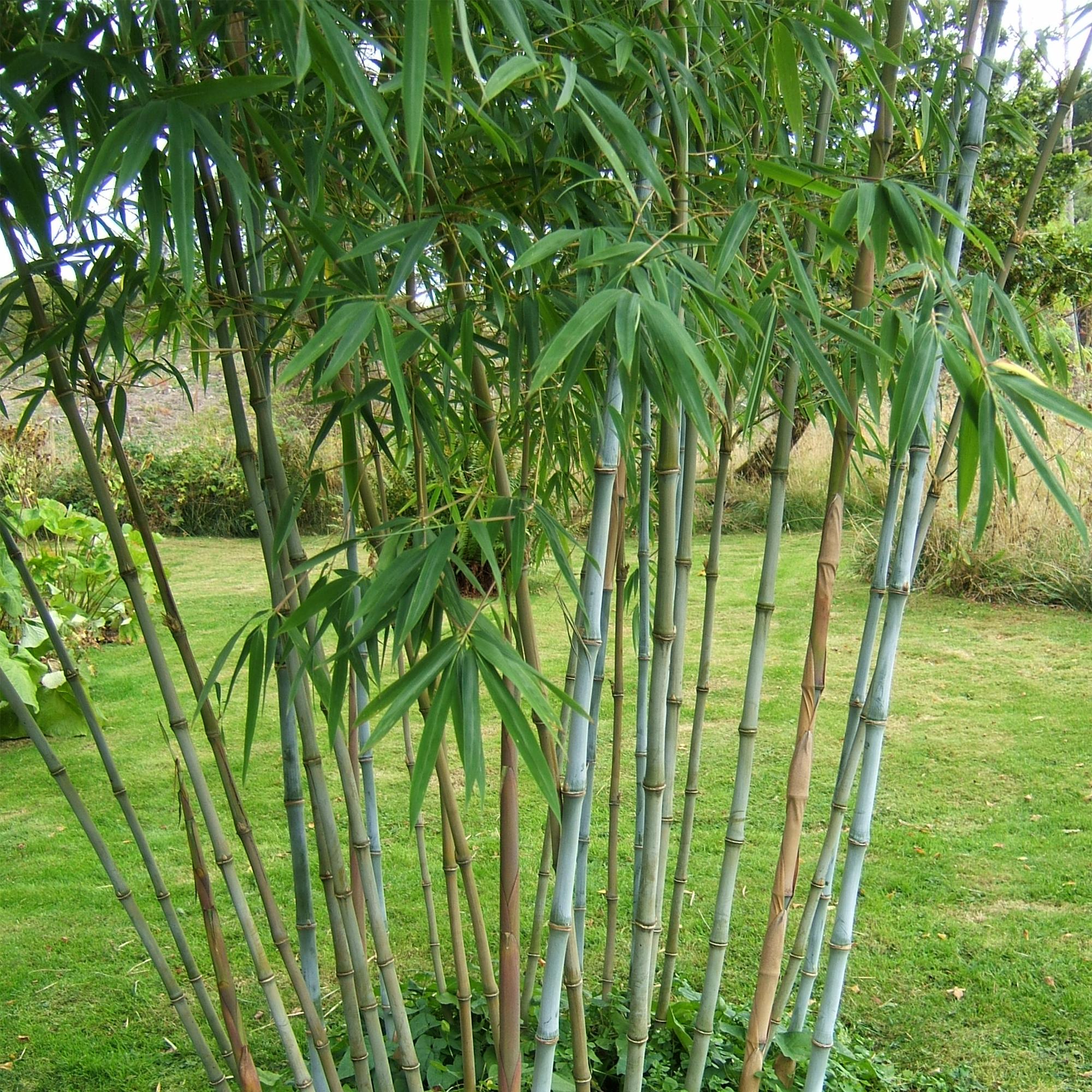 Bamboe - Fargesia Blue Dragon - Bladhoudend - Niet Woekerend - Groen - 18 Planten - Pot 14cm - Hoogte 35cm