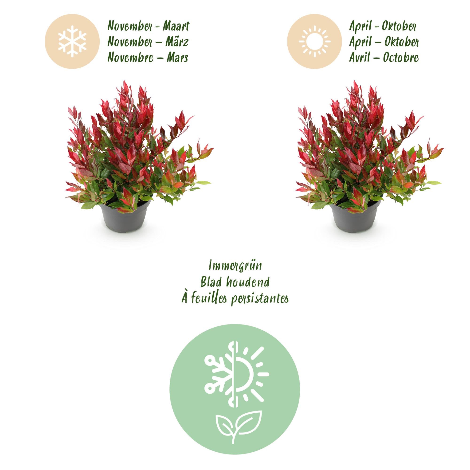 Leucothoe Little Flame - Rood - 2 Planten - Groenblijvend - Weinig Onderhoud - Pot 17cm Hoogte 40cm