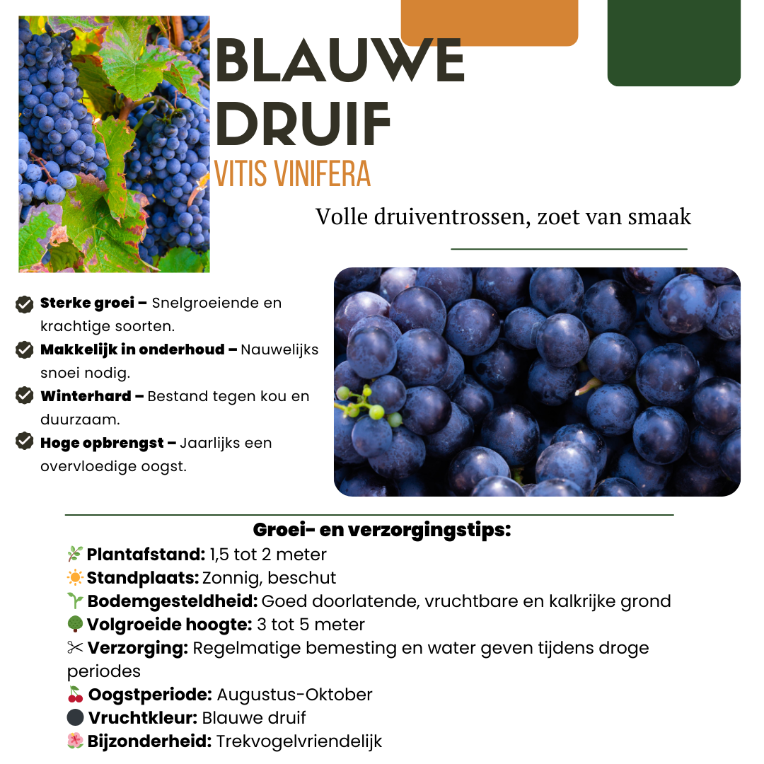 6 Bio-Rebpflanzen – Ø 13 cm – ↨ 20 cm