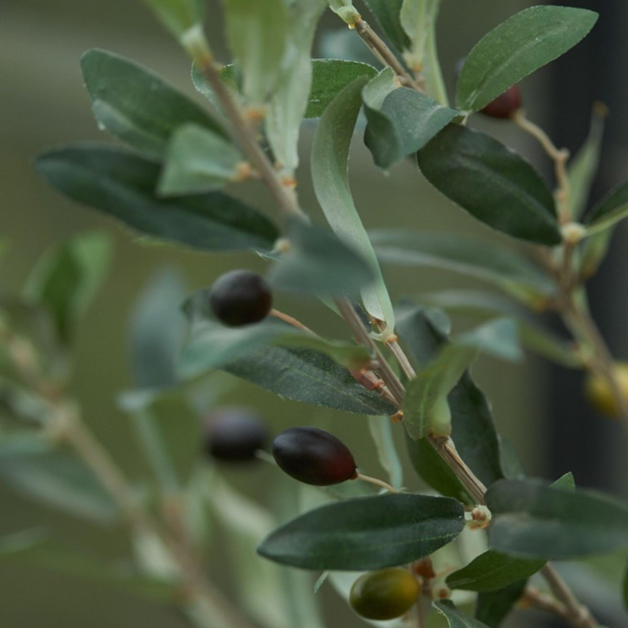 Olivenbaum im Topf, 65 cm – Künstliche Pflanze
