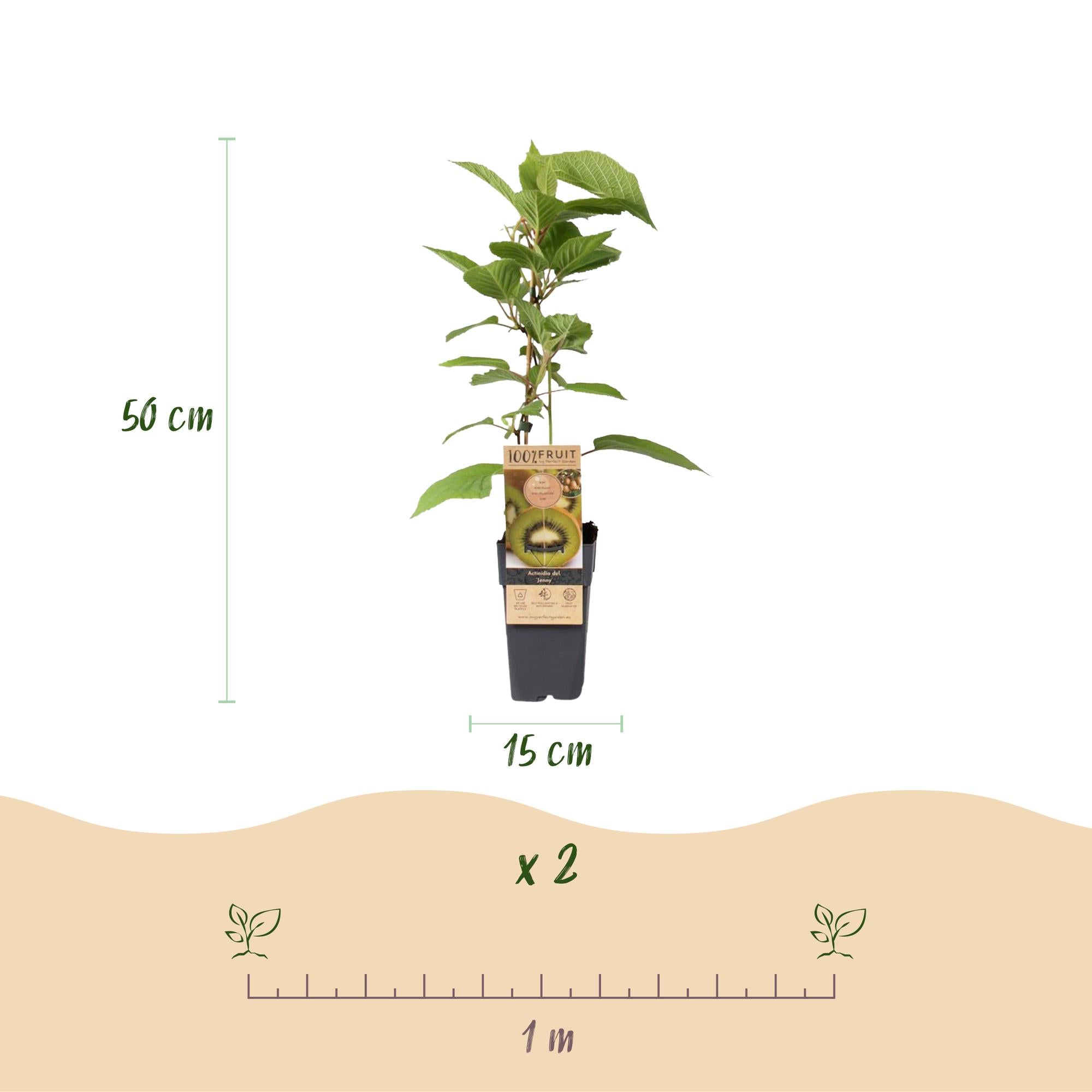 Groene Kiwi - Actinidia deliciosa Jenny  - Groene Vrucht - 2 planten - Pot 15cm Hoogte 50cm