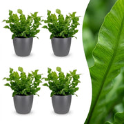 Asplenium Crispy Wave - Asplenium Crispy Wave - 4x - met Potter Grijs - Pot 12cm - Hoogte - 30cm