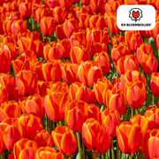Dafeng tulpanlökar – 20 stycken | KH Bloembollen® | Orange tulpan – Storblommig & elegant – För trädgård eller kruka – Storlek 11/12 – Färska från odlaren!