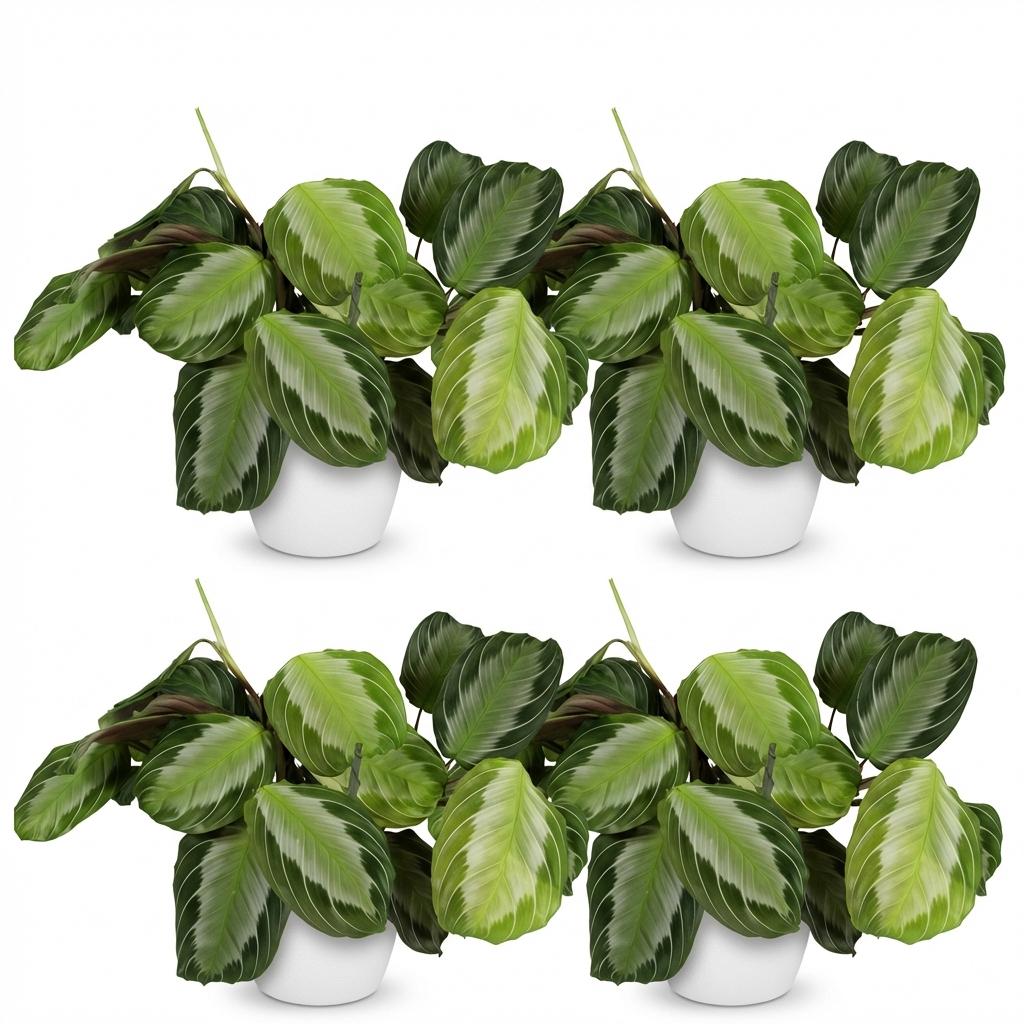 Maranta Fascinator Silverband - Gebedsplant - 4 Planten - met Potter Wit - Pot 12cm - Hoogte 25cm
