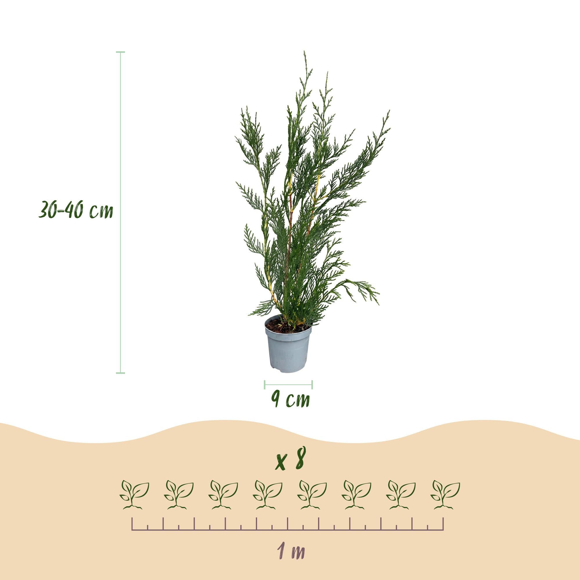 Cupressocyparis leylandii 2011 - Leylandii - 16x - Haagplanten - Groenblijvend - Groen - Pot 9cm - Hoogte 30-40cm