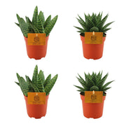 2x Aloe Paradisicum + 2x Gasteria Hybrid Aurora - 4 pezzi - Ø10,5cm - ↕10cm