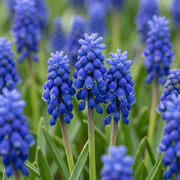 200x Muscari Armeniacum - Blumenzwiebeln - Armenische Traubenhyazinthe - Blau - Verwildernde Zwiebel - Zwiebelgröße 7/8