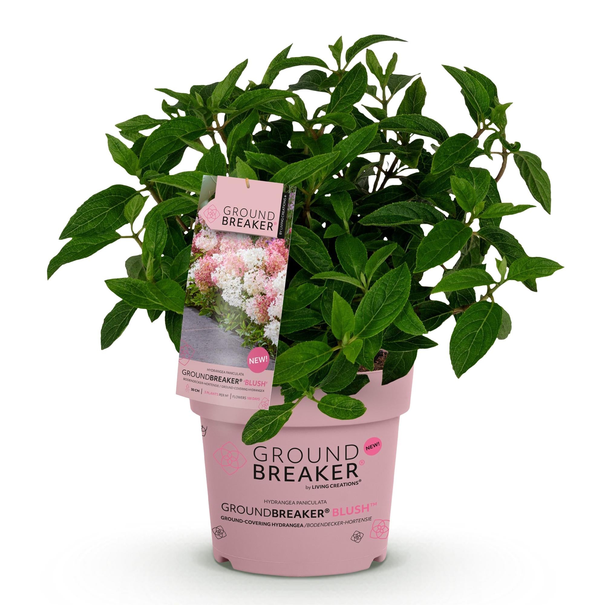 Hydrangea panniculata Groundbreaker Blush - Pluimhortensia - Winterhard - Roze - 1 Plant - Pot 14cm - Hoogte 20-25cm
