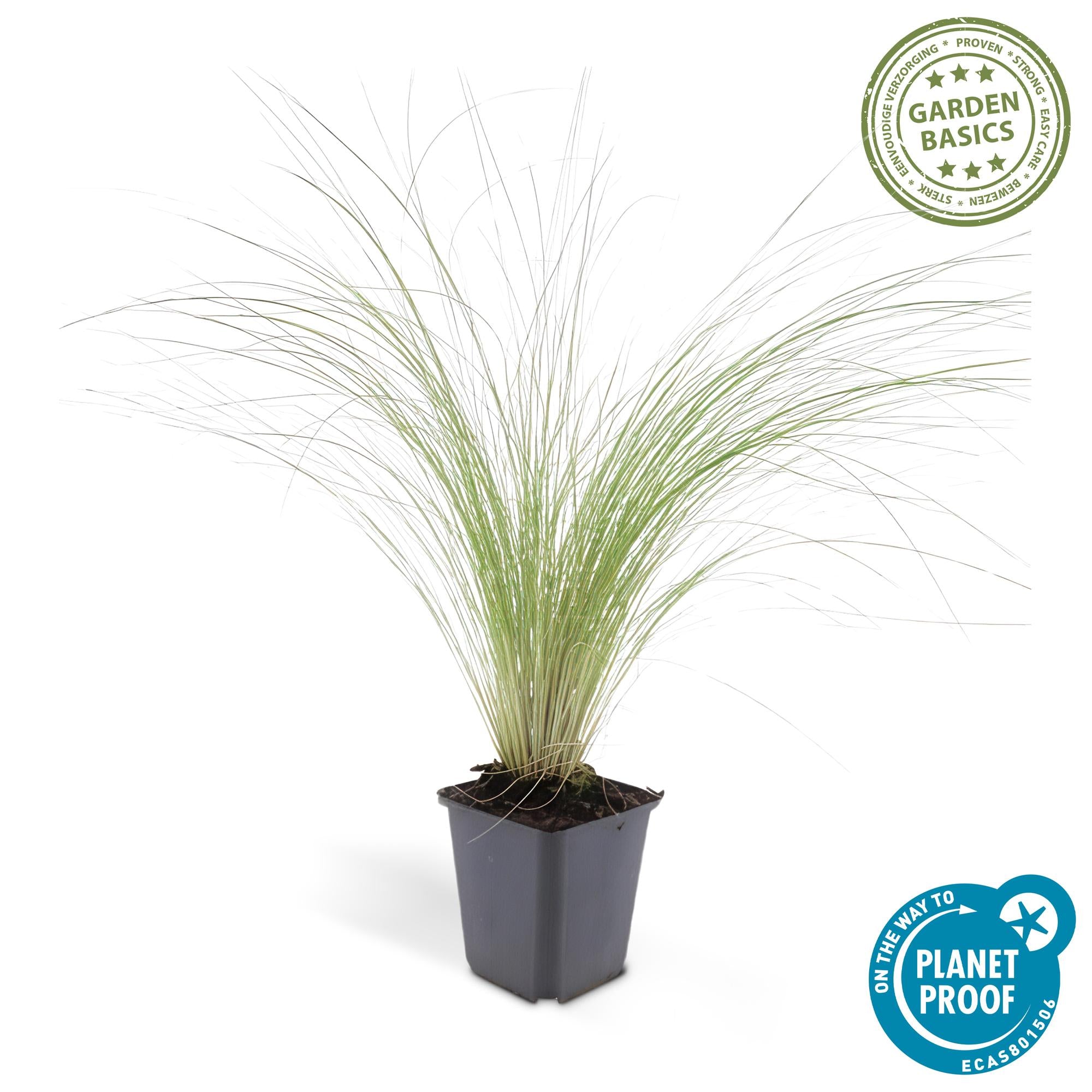 12x Stipa tenuissima 'Coda di cavallo' - ↕10-25cm - Ø9cm