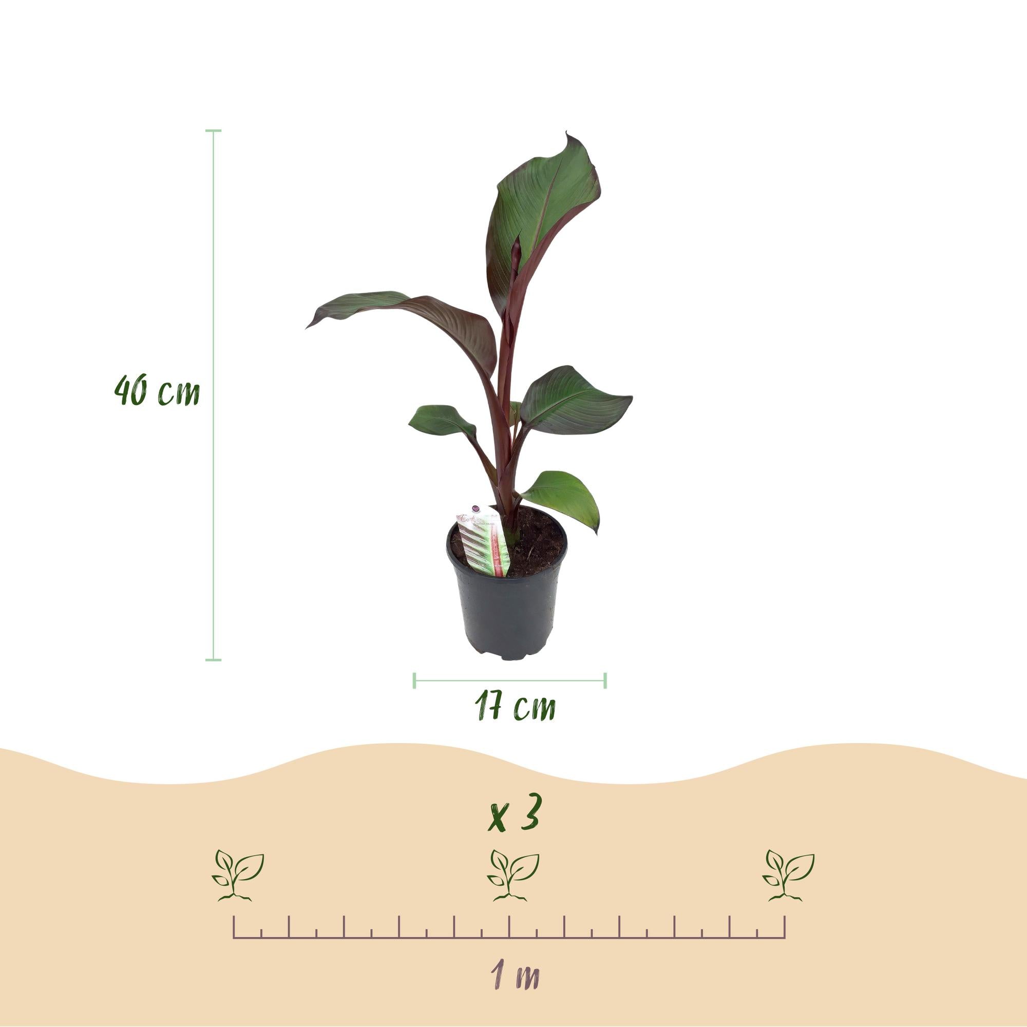 Bananen plant - Ensete ventricosum Maurelli - Winterhard - 4 planten - Pot 17cm Hoogte 40cm